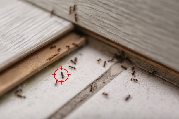 Best Best Pest Control Companies  in Dawson, MN